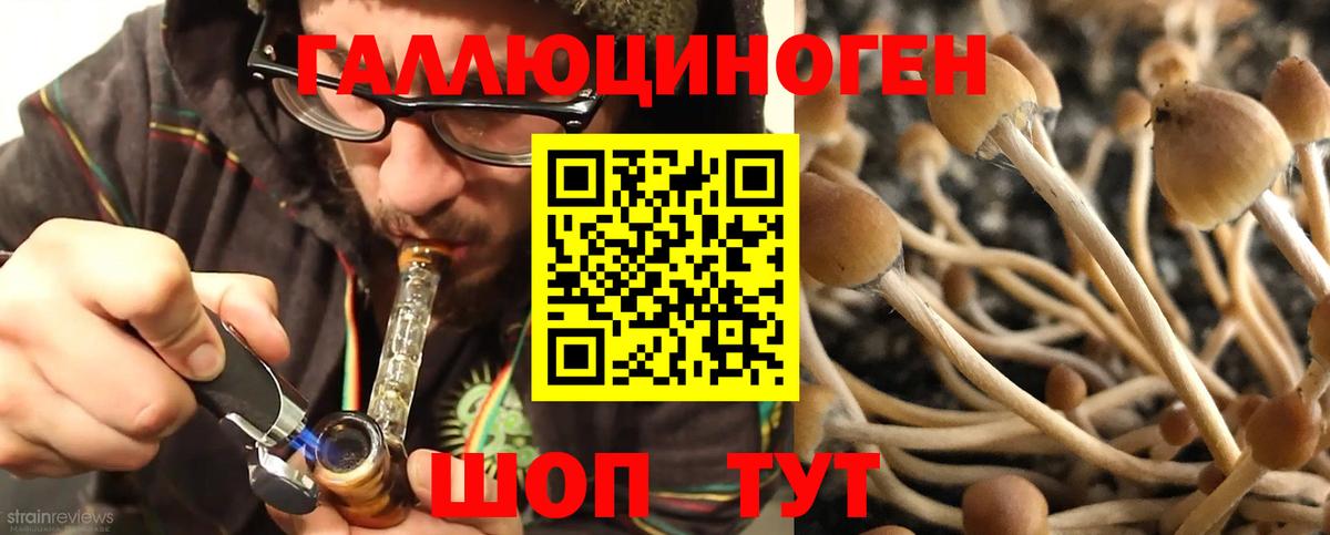 Псилоцибиновые грибы Psilocybe  Вход с VPN  Чапаевск 